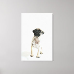 Cute Pug Puppy Leinwanddruck