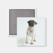 Cute Pug Puppy Magnet (Vorderseite/Rückseite)