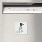 Cute Pug Puppy Magnet (In Situ (Geschirrspüler))