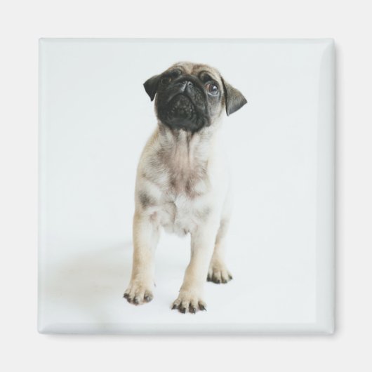 Cute Pug Puppy Magnet (Vorne)