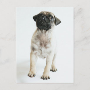 Cute Pug Puppy Postkarte