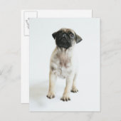 Cute Pug Puppy Postkarte (Vorne/Hinten)