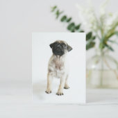 Cute Pug Puppy Postkarte (Stehend Vorderseite)