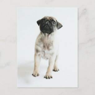 Cute Pug Puppy Postkarte