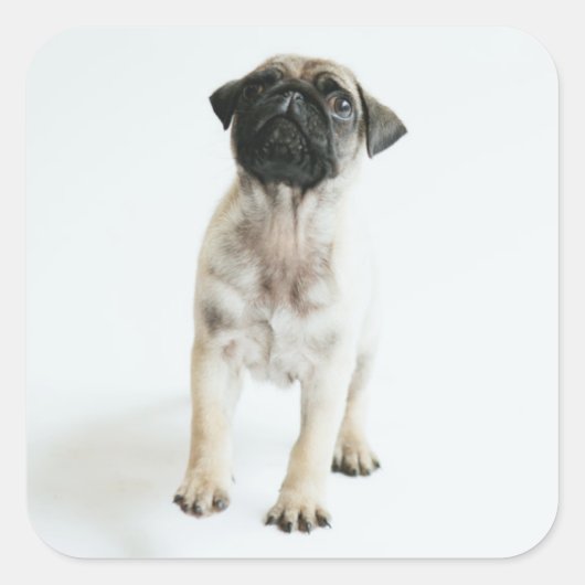 Cute Pug Puppy Quadratischer Aufkleber (Vorderseite)