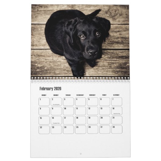 Cute Puppies Calendar Kalender (Feb 2026)
