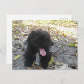 Cute Puppy Alert Postkarte (Vorne/Hinten)