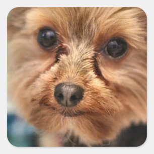 Cute Quadratischer Aufkleber