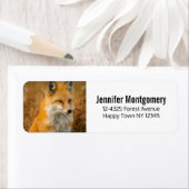 Cute Red Fox Wilderness Nature Fotograf (Insitu)