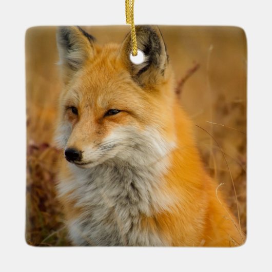 Cute Red Fox Wilderness Nature Fotograf Keramikornament (Vorderseite)
