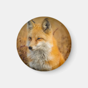 Cute Red Fox Wilderness Nature Fotograf Magnet