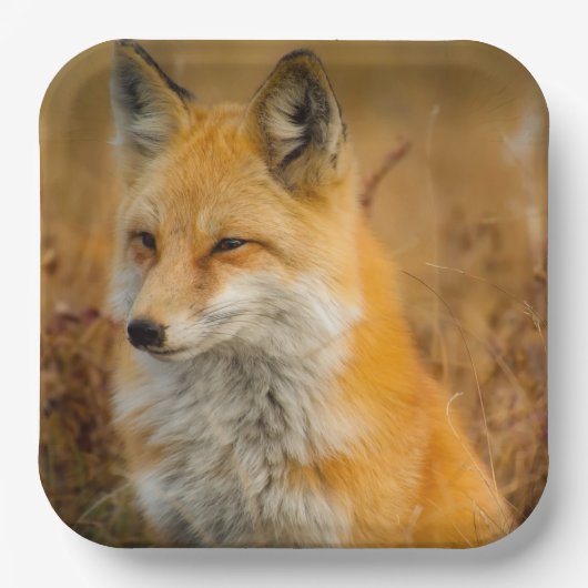Cute Red Fox Wilderness Nature Fotograf Pappteller (Vorderseite)