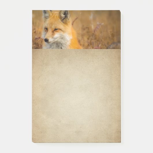 Cute Red Fox Wilderness Nature Fotograf Post-it Klebezettel (Vorderseite)