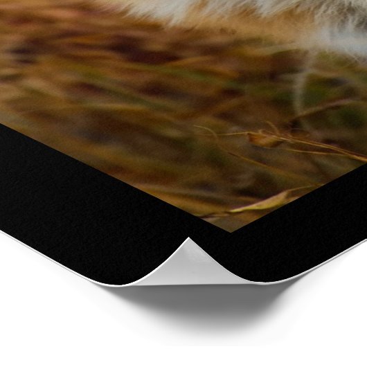 Cute Red Fox Wilderness Nature Fotograf Poster (Ecke)