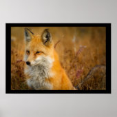 Cute Red Fox Wilderness Nature Fotograf Poster (Vorne)