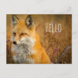 Cute Red Fox Wilderness Nature Fotograf Postkarte