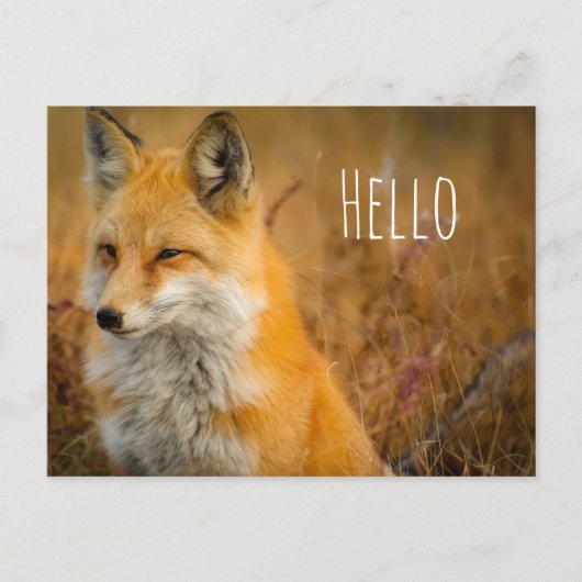 Cute Red Fox Wilderness Nature Fotograf Postkarte (Vorderseite)