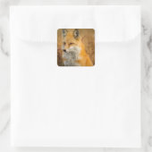 Cute Red Fox Wilderness Nature Fotograf Quadratischer Aufkleber (Tasche)
