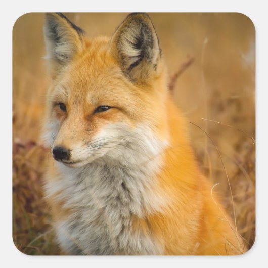 Cute Red Fox Wilderness Nature Fotograf Quadratischer Aufkleber (Vorderseite)