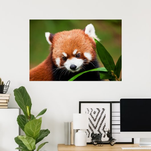 Cute Red Panda Poster (Heimbüro)