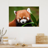 Cute Red Panda Poster (Küche)