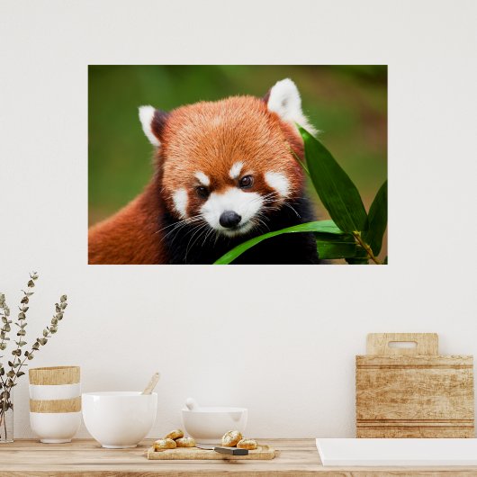 Cute Red Panda Poster (Küche)