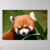 Cute Red Panda Poster (Vorne)