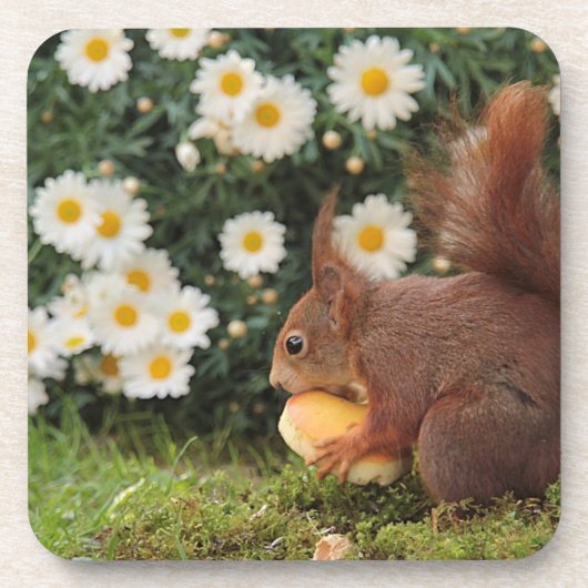 Cute Red Squirrel and Daisies Getränkeuntersetzer (Vorderseite)