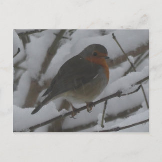 Cute Robin Close Up in Snow DIY Postcard Feiertagspostkarte
