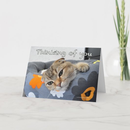 Cute scottish fold cat thinking of you card karte (Vorderseite)