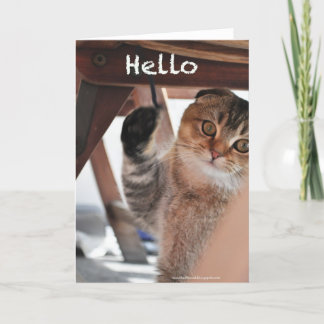 Cute scottish Fold Noodles cat hello card Karte