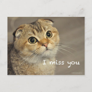 Cute Scottish Fold Noodles cat Miss You Postcard Postkarte