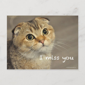 Cute Scottish Fold Noodles cat Miss You Postcard Postkarte