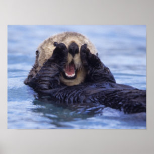 Cute Sea Otter   Alaska, USA Poster