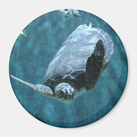 Cute Sea Turtle swimming in the ocean Photo Magnet (Vorne)
