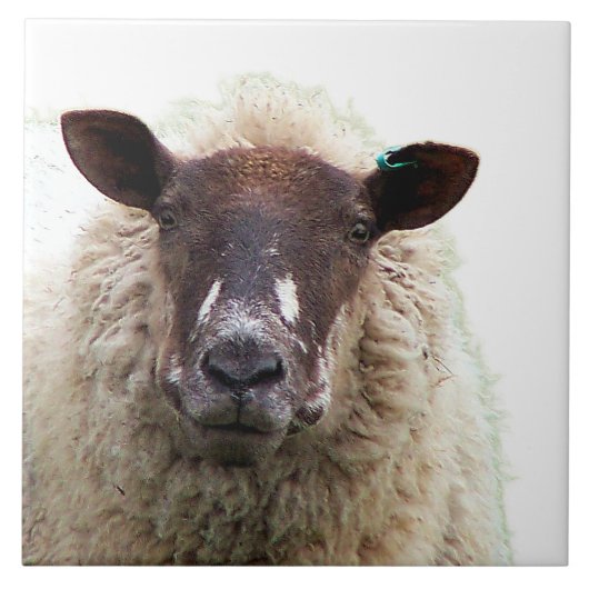 CUTE SHEEP FLIESE (Vorderseite)