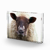 CUTE SHEEP FOTOBLOCK (Rechts)