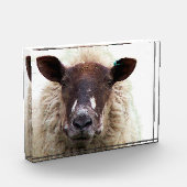 CUTE SHEEP FOTOBLOCK (Links)