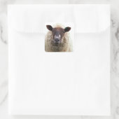 CUTE SHEEP QUADRATISCHER AUFKLEBER (Tasche)
