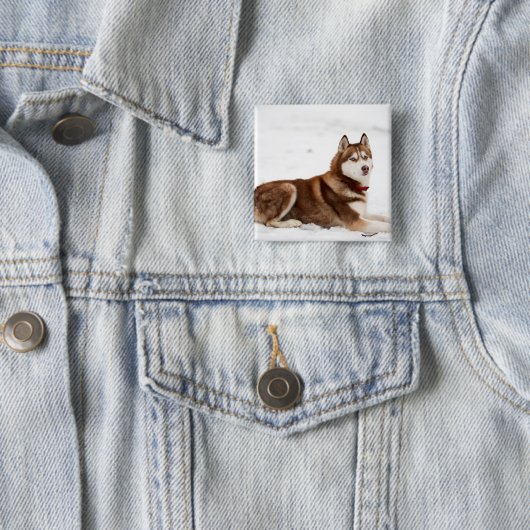Cute Siberian Husky Portrait Button (Beispiel)