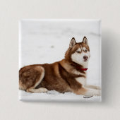 Cute Siberian Husky Portrait Button (Vorderseite)