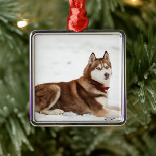 Cute Siberian Husky Portrait Ornament Aus Metall