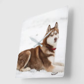 Cute Siberian Husky Portrait Quadratische Wanduhr (Winkel)