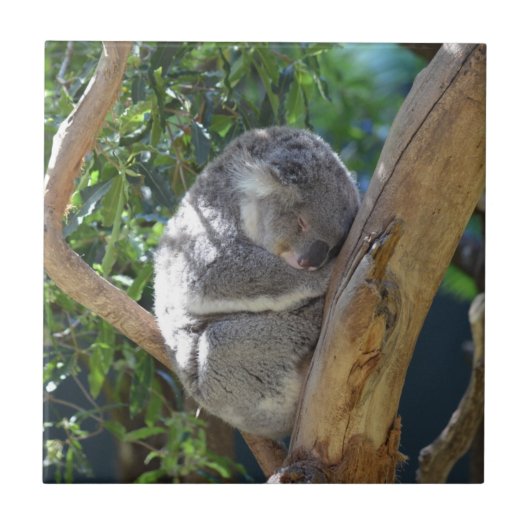 Cute Sleeping Koala in Tree Fliese (Vorderseite)