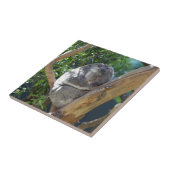 Cute Sleeping Koala in Tree Fliese (Seite)