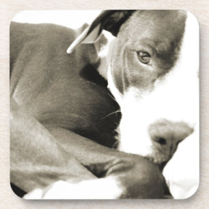 cute sleepy lazy pit bull dog untersetzer