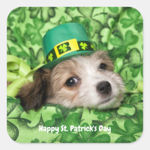 Cute St. Patrick's Day Puppy Quadratischer Aufkleber