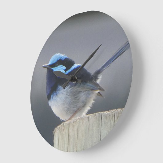 Cute Superb Fairywren Wall Clock Große Wanduhr (Winkel)