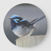 Cute Superb Fairywren Wall Clock Große Wanduhr (Vorderseite)