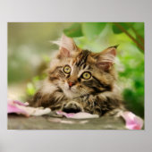 Cute Tabby Maine Coon Cat Kitten Fluffy Head Foto Poster (Vorne)